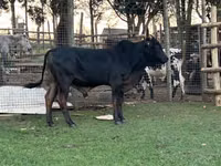 Bull, Brahman — photo 1