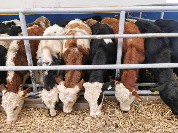Cattle (batch, sex not specified), Hereford