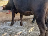 Cow, Alatau breed — photo 2