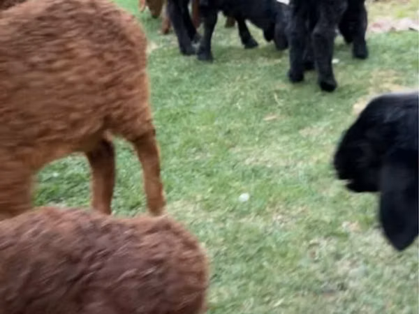 Goats (batch, sex not specified), Goats