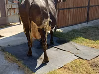 Cow, Alatau breed — photo 5