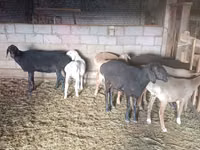 نعجة, Tian-Shan semifinewool sheep — الصورة 3