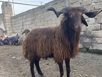 公羊, Red Karaman sheep — 照片 5