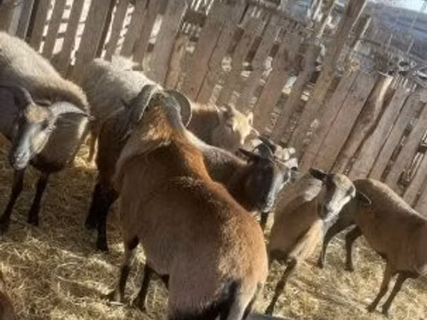 كبش, Cameroon sheep