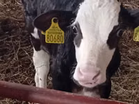 Cattle (batch, sex not specified), Russian Black pied cattle — photo 8