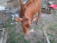 Cattle (batch, sex not specified), Russian Black pied cattle — photo 5
