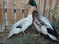 Ducks — الصورة 2