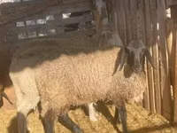 公羊, Tsigai sheep — 照片 2
