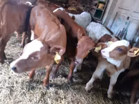 公牛, Simmental cattle — 照片 2