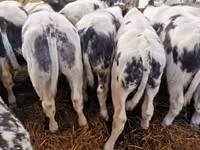 Ng'ombe (kikundi, jinsia haijatajwa), Russian Black pied cattle — picha 1