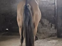 公马, Mugalzhar horse — 照片 4