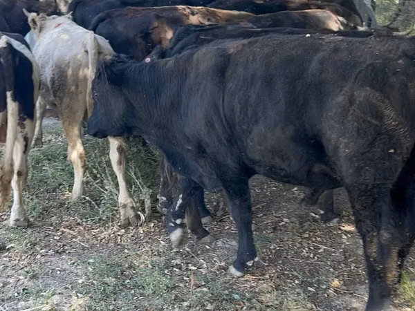 Bull, Aberdeen-Angus