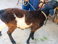 मेढ़ा, Hissar sheep — फ़ोटो 6