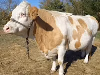 Cow, Simmental cattle — photo 4