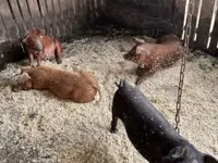 Boar — photo 4
