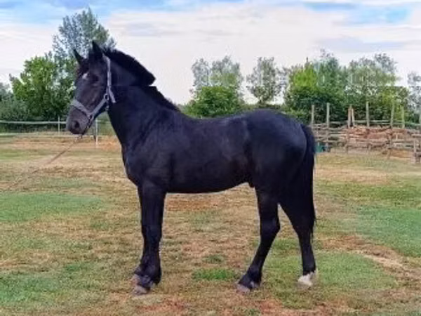 Horse (M), Horses