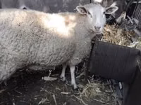Sheep, British  Milksheep — photo 1