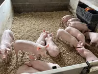 Pigs (batch, sex not specified), Pigs — photo 8