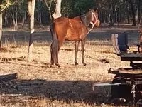 母马, Horses — 照片 4