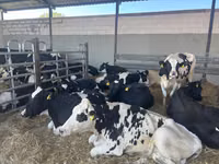 母牛, Holstein breed — 照片 2