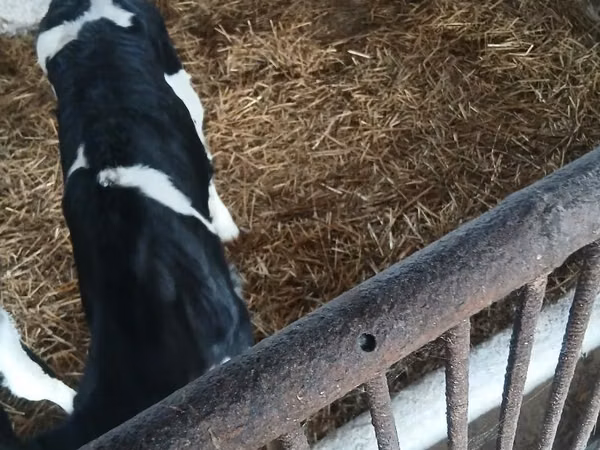 गाय, Russian Black pied cattle