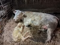 Toro, Charolais cattle — foto 2