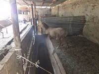 Carnero, Rhon sheep — foto 3