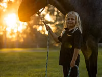حصان, Percheron — الصورة 8