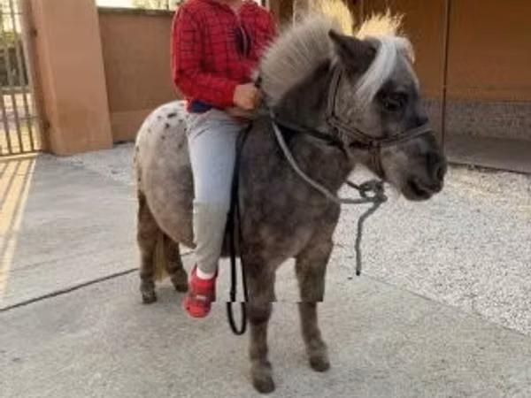 Caballo, Falabella