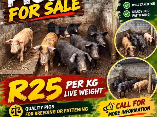 Pigs (batch, sex not specified), Pigs