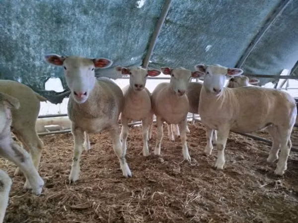 Sheep, Ile-de-France sheep