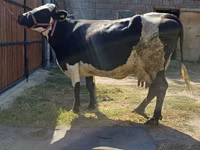 Cow, Alatau breed — photo 3