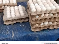 弗兰德尔库库 — 照片 6