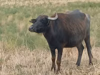 Cow, African Buffalo — photo 1
