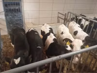 Ng'ombe (kikundi, jinsia haijatajwa), Russian Black pied cattle — picha 1