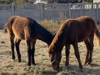 Horse (M), Horses — photo 3