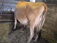 गाय, जर्सी नस्ल — फ़ोटो 4