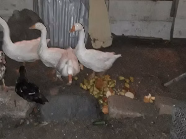 Geese