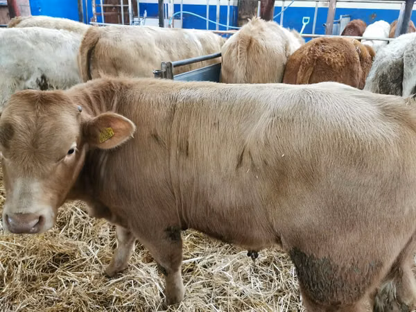 मवेशी (लॉट, लिंग निर्दिष्ट नहीं), Charolais cattle