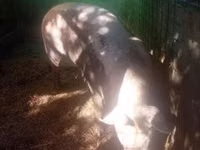 Sow, Pigs — photo 7