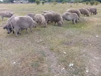 Pigs (batch, sex not specified) — photo 4