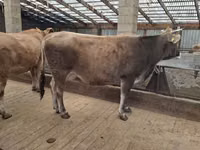 Cow, Swiss cattle — photo 2
