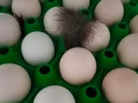 Chickens — 照片 1
