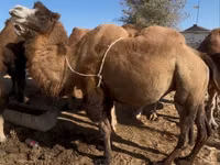 骆驼（批次，未指定性别）, Kazakh Bactrian camel — 照片 1