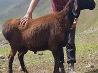 Dume la kondoo, Blackheaded Persian sheep — picha 1