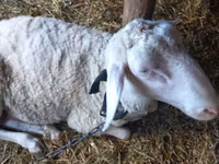 Ram, Awassi sheep — photo 3
