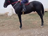 公马, Karabakh horse — 照片 1