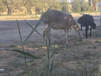 Oveja, Afghan Arabi sheep — foto 7