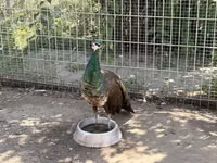 Chickens — फ़ोटो 5