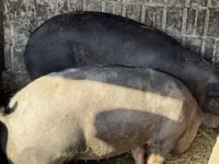 Sow, Pigs — photo 3
